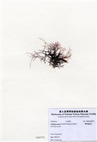 藏品(匍枝凝花菜)的圖片